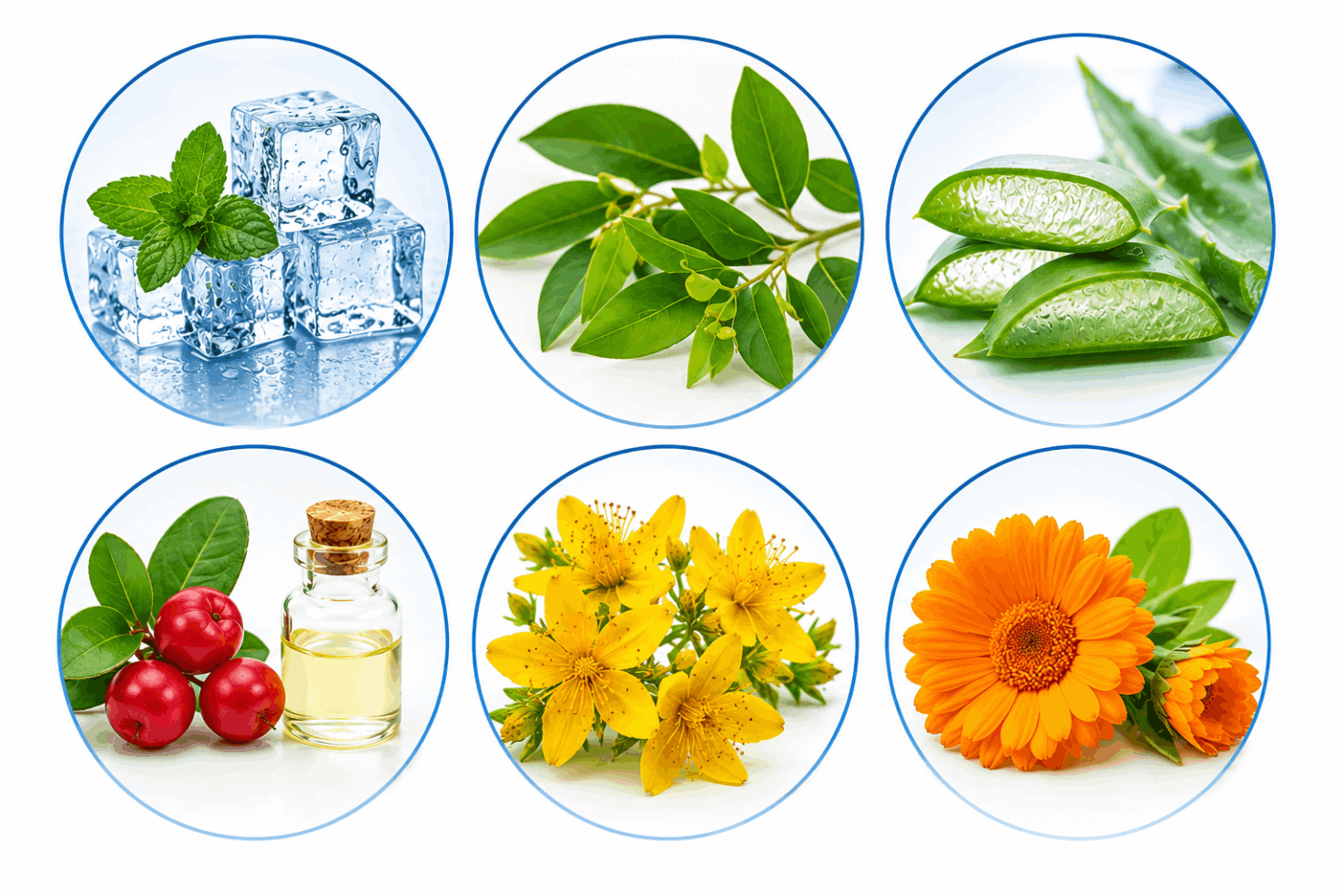 Natural ingredients used in Arctic Blast including menthol, camphor, aloe vera, and wintergreen oil